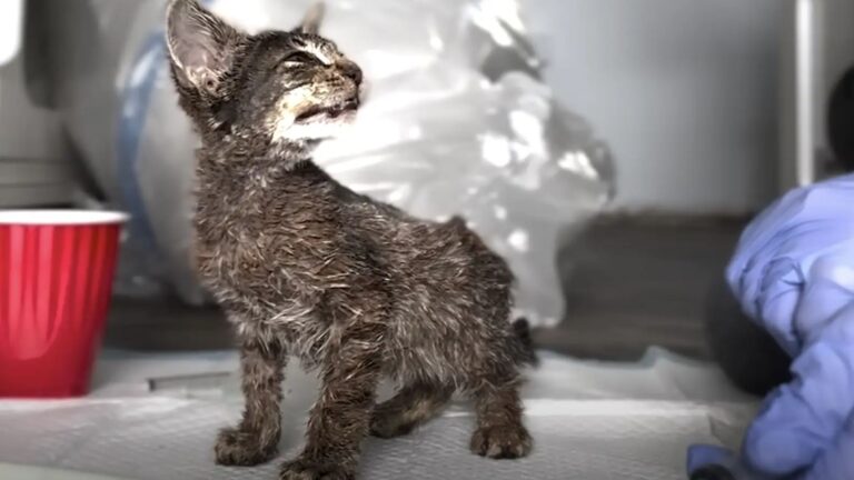 kitten covered in paint