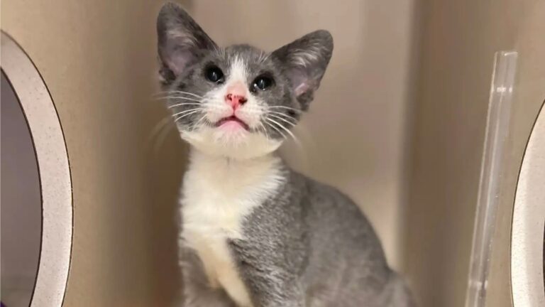 quattro the kitten with four ears