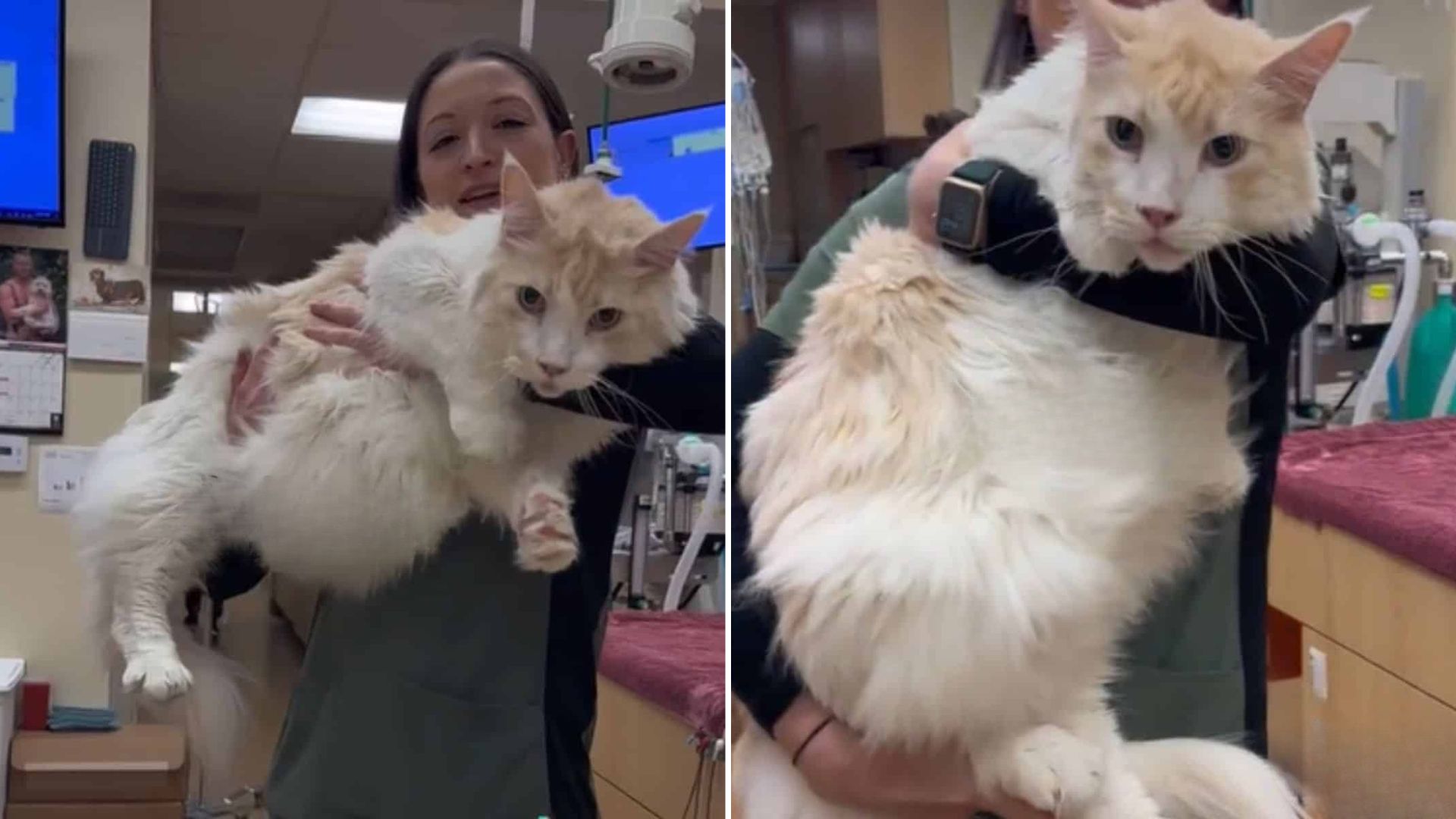 California Vet Hospital Stuns Everyone After Showing One Of Their Largest Cat Patients