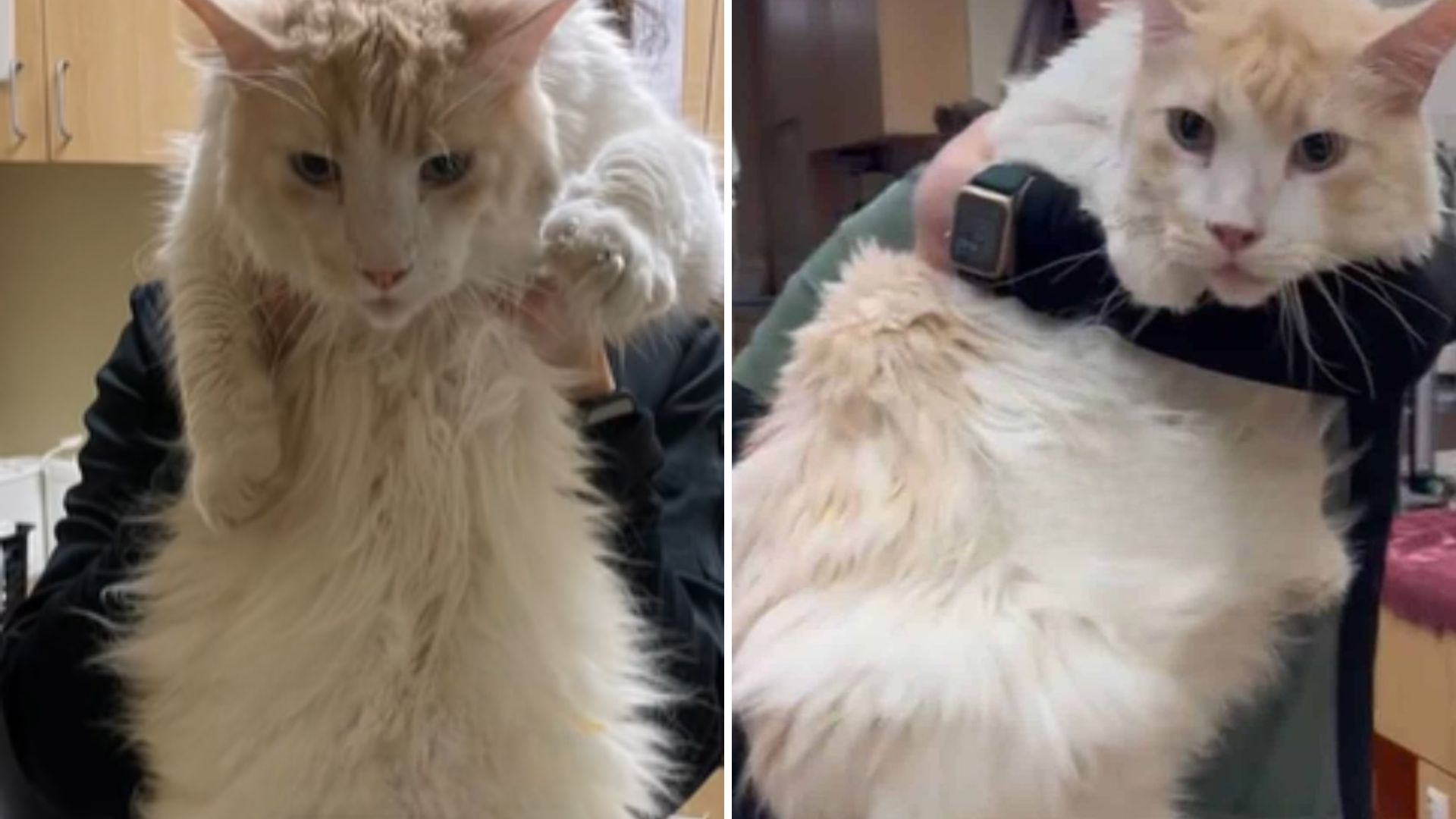 California Vet Hospital Welcomes Its Biggest Patient Yet, Stunning Everyone