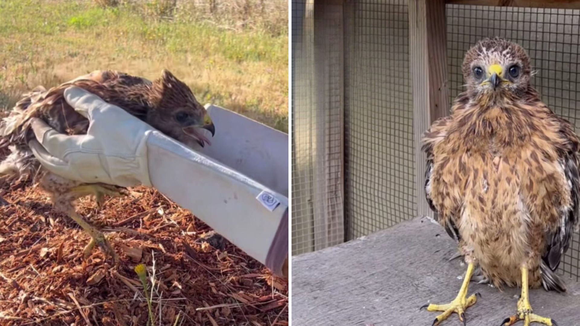 California Woman Acts Fast After Spotting Something Strange Moving In Her Backyard