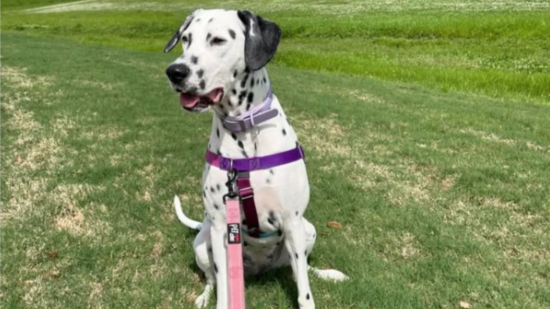 dogs bee sting reveals something heartbreaking