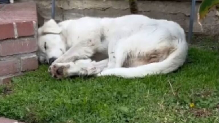 dog sleeping in the yard