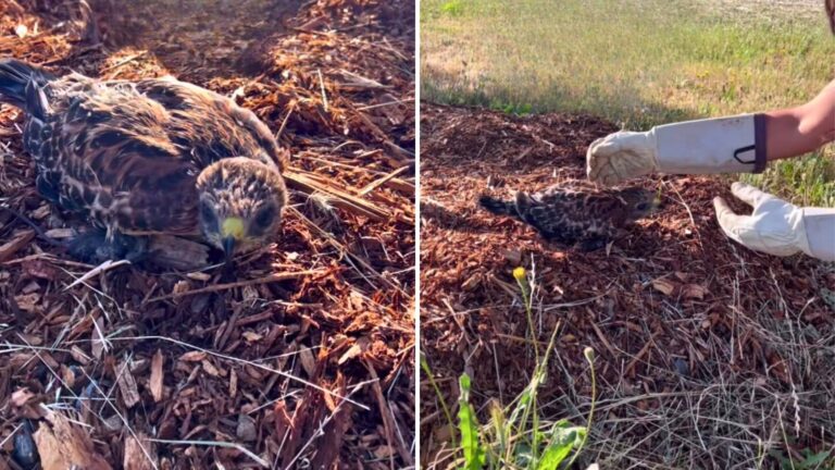woman finds injured hawk in yard