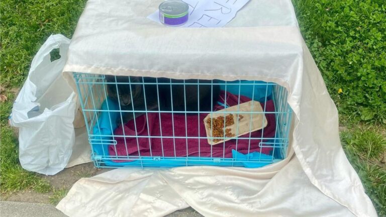 senior cat in a transport cage