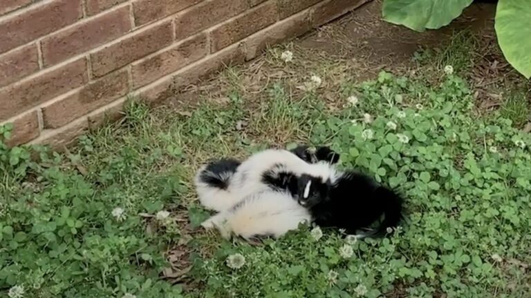 baby skunks
