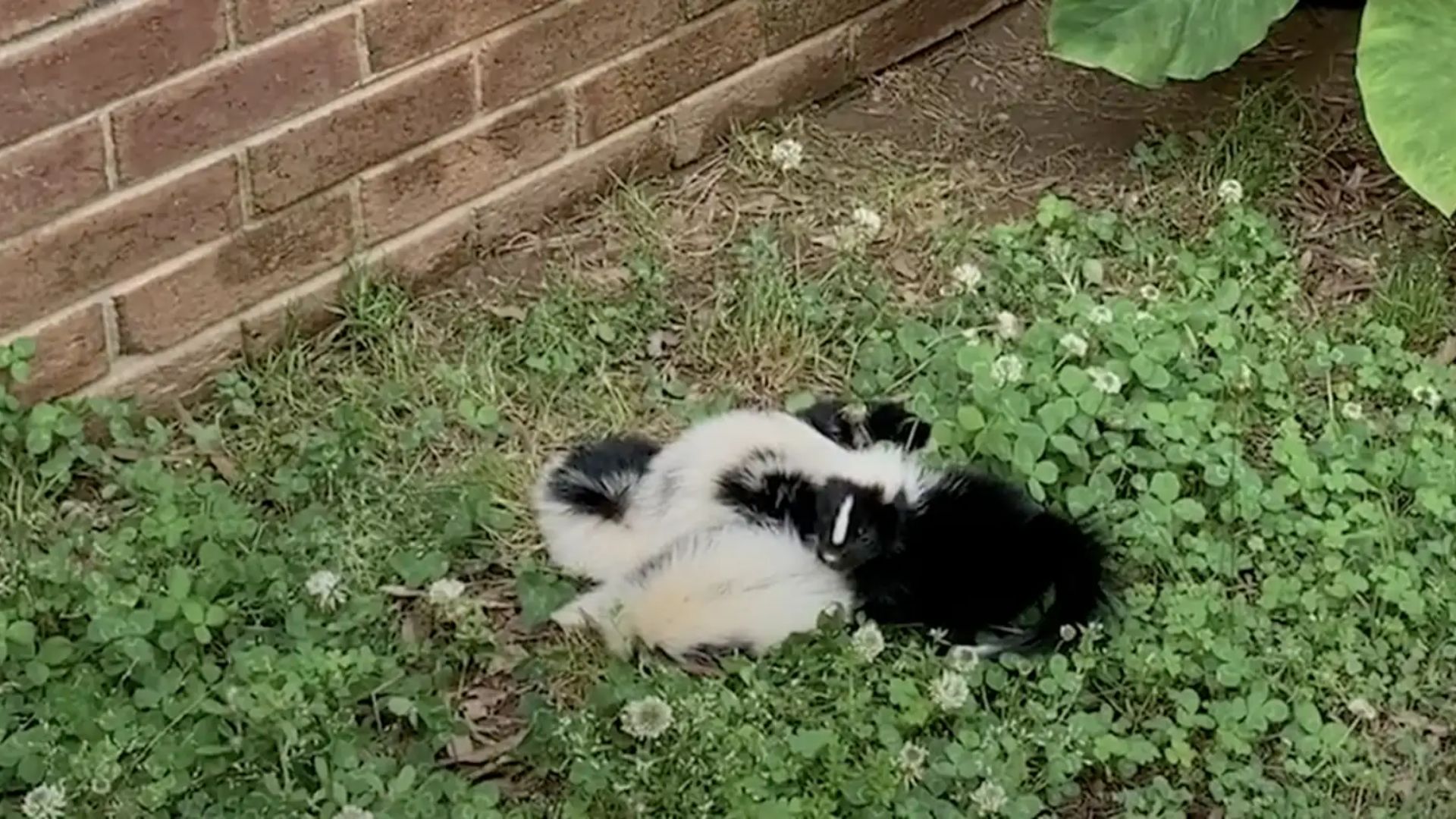 baby skunks