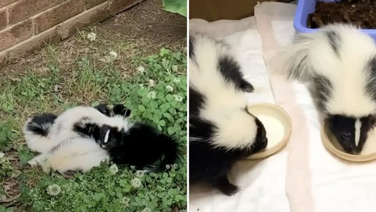 Carolina Woman Stunned After Discovering What The Fluffy Pile On Her Lawn Is