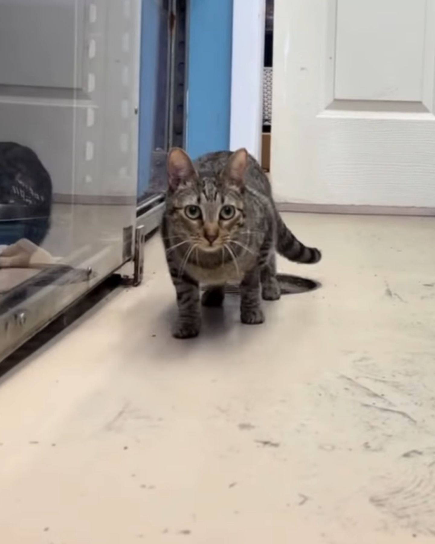 Cat Adopted
