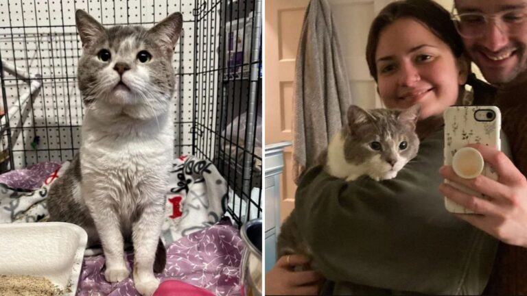 Cat Finally Receives Love After 8 Years In Crowded Home In South Jersey