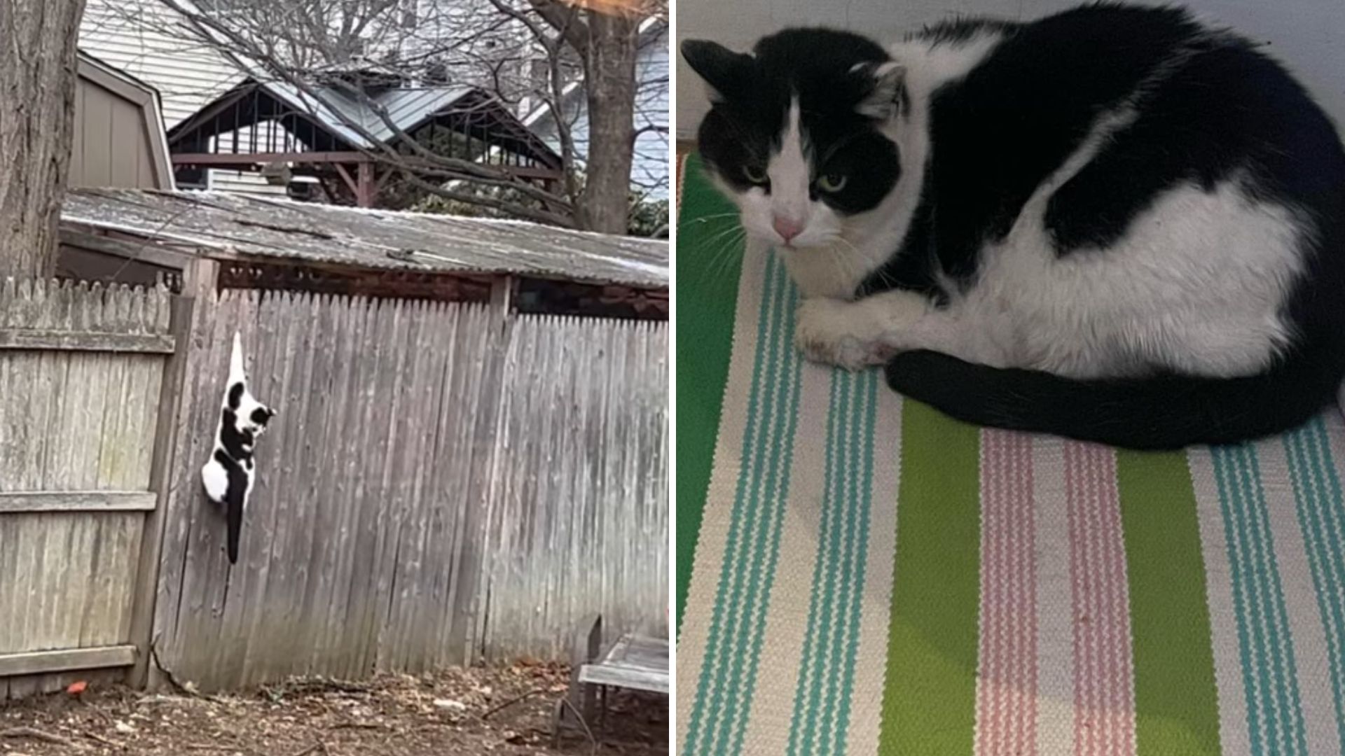 cat hanging from a fence