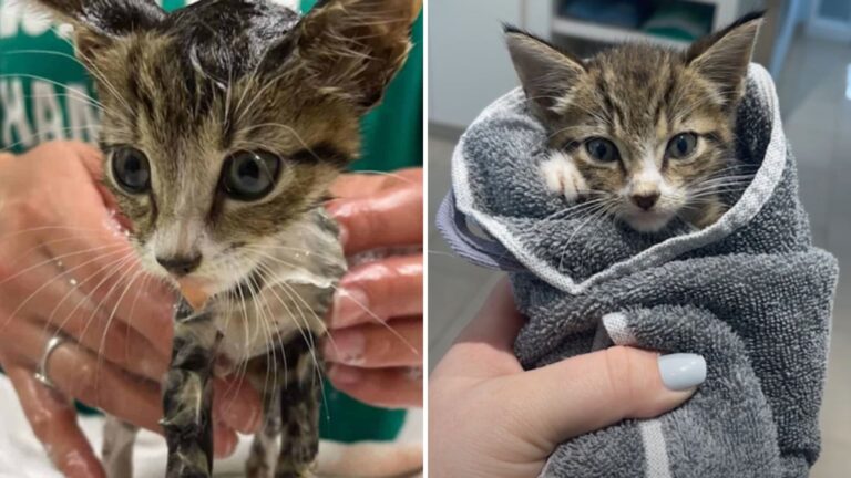 muddy cat