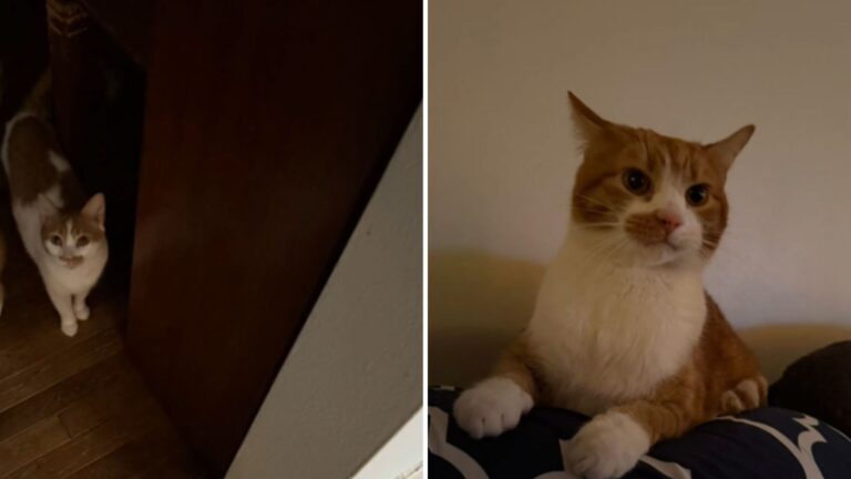 ohio cat saves his family