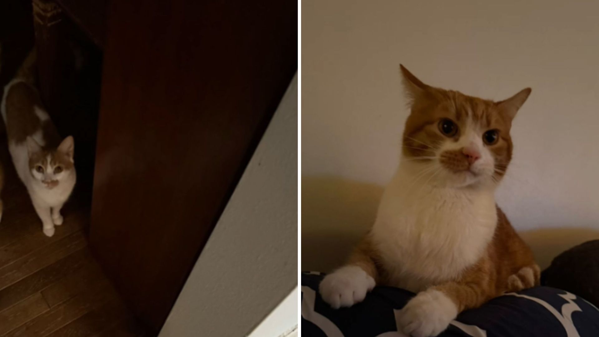 ohio cat saves his family