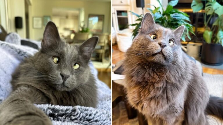 Abandoned cross eyed cat finds home