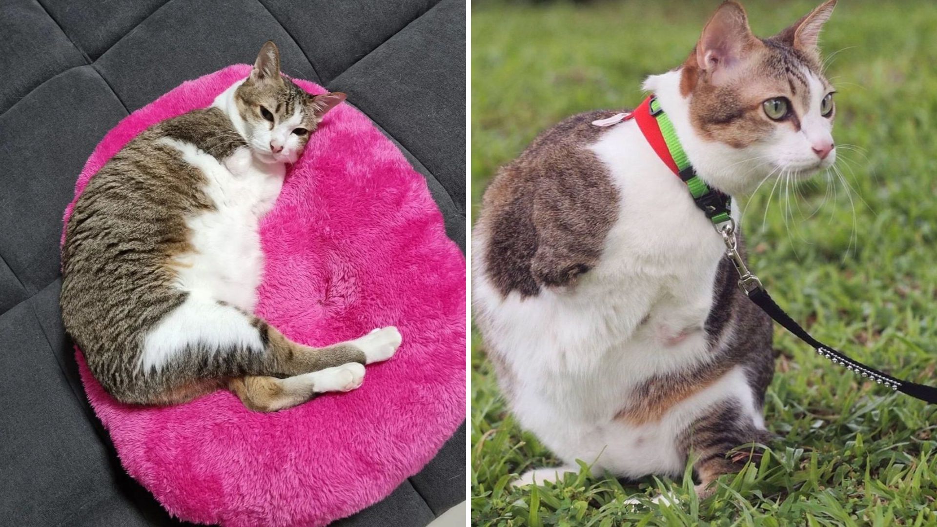 cat without front legs