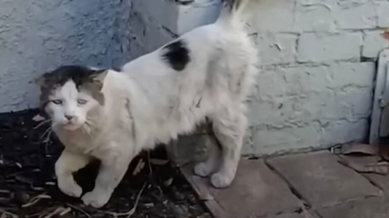 cat spends on streets
