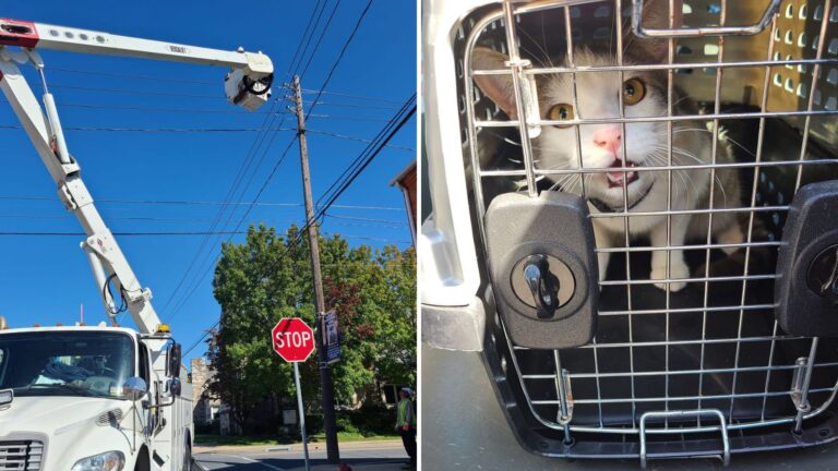 cat stranded on utility pole