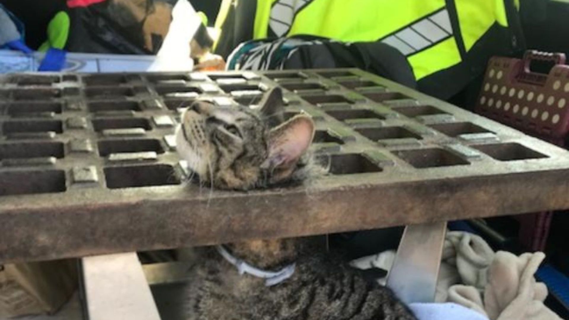 cat stuck in a storm