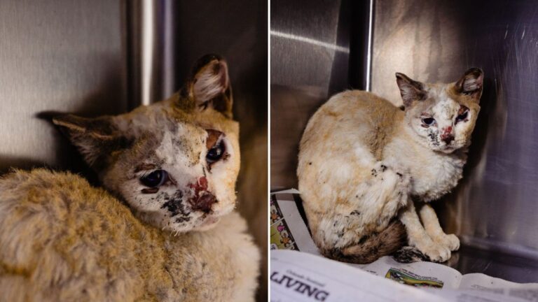 cat finds home after surviving house fire
