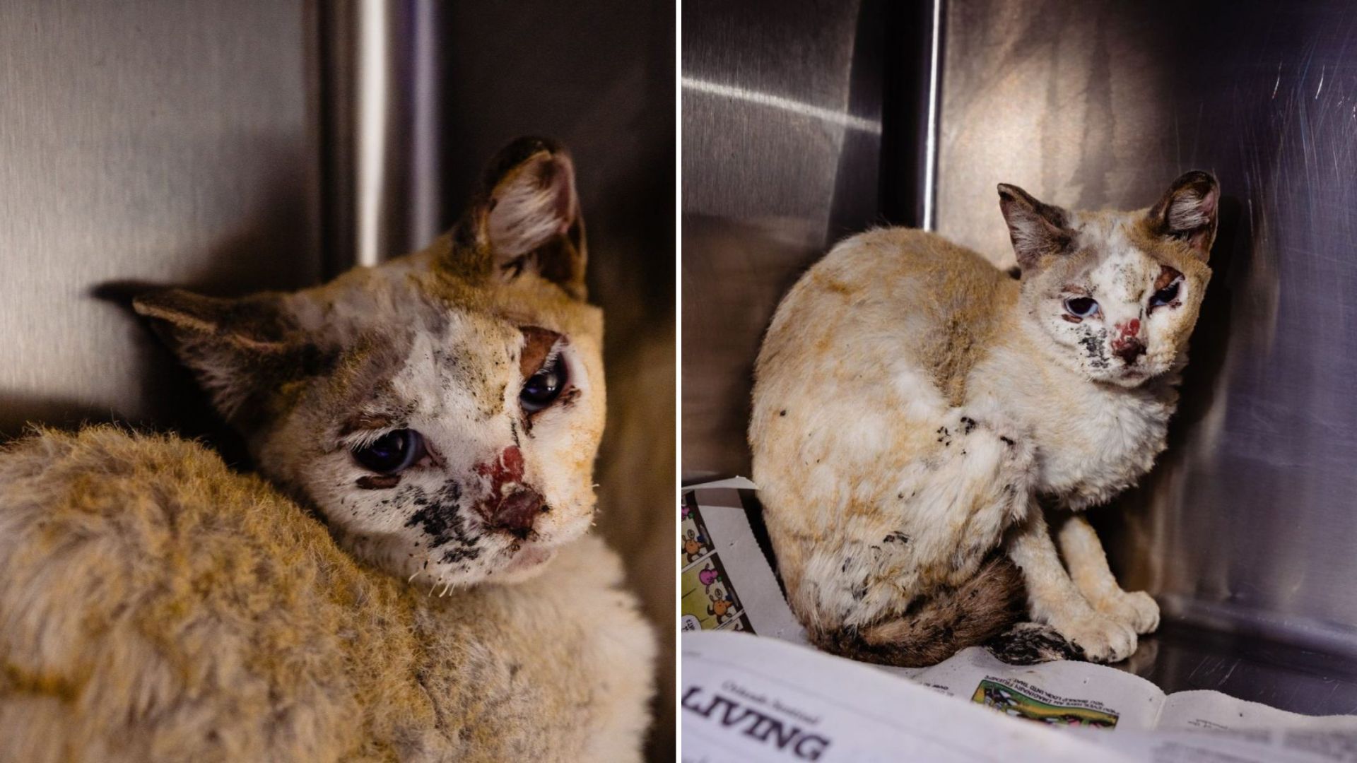cat finds home after surviving house fire