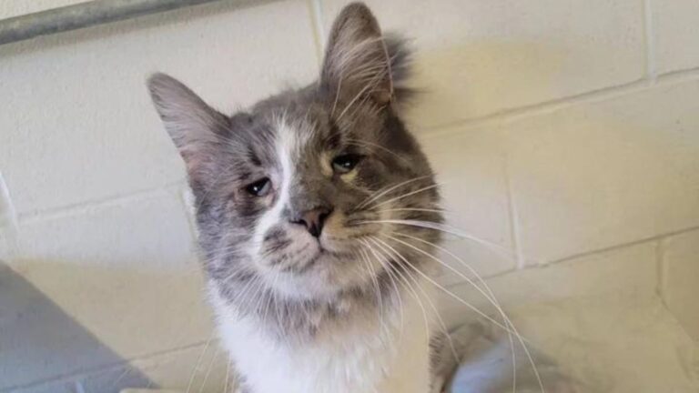 cat living in neglected home adopted by loving family