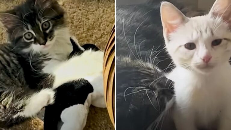 Cat Who Adores His Stuffed Animal Finally Gets A Real Sister