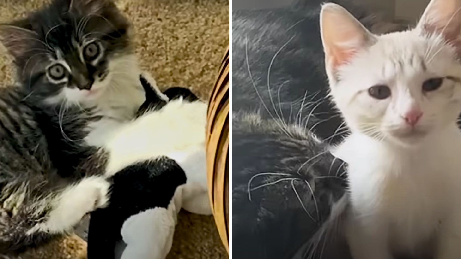 Cat Who Adores His Stuffed Animal Finally Gets A Real Sister