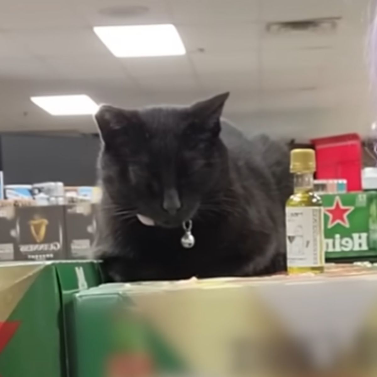 Cat lying on table