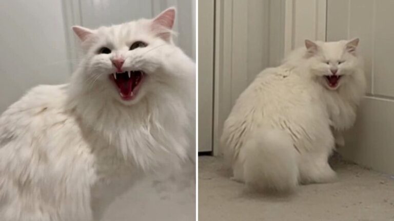 white cat screaming
