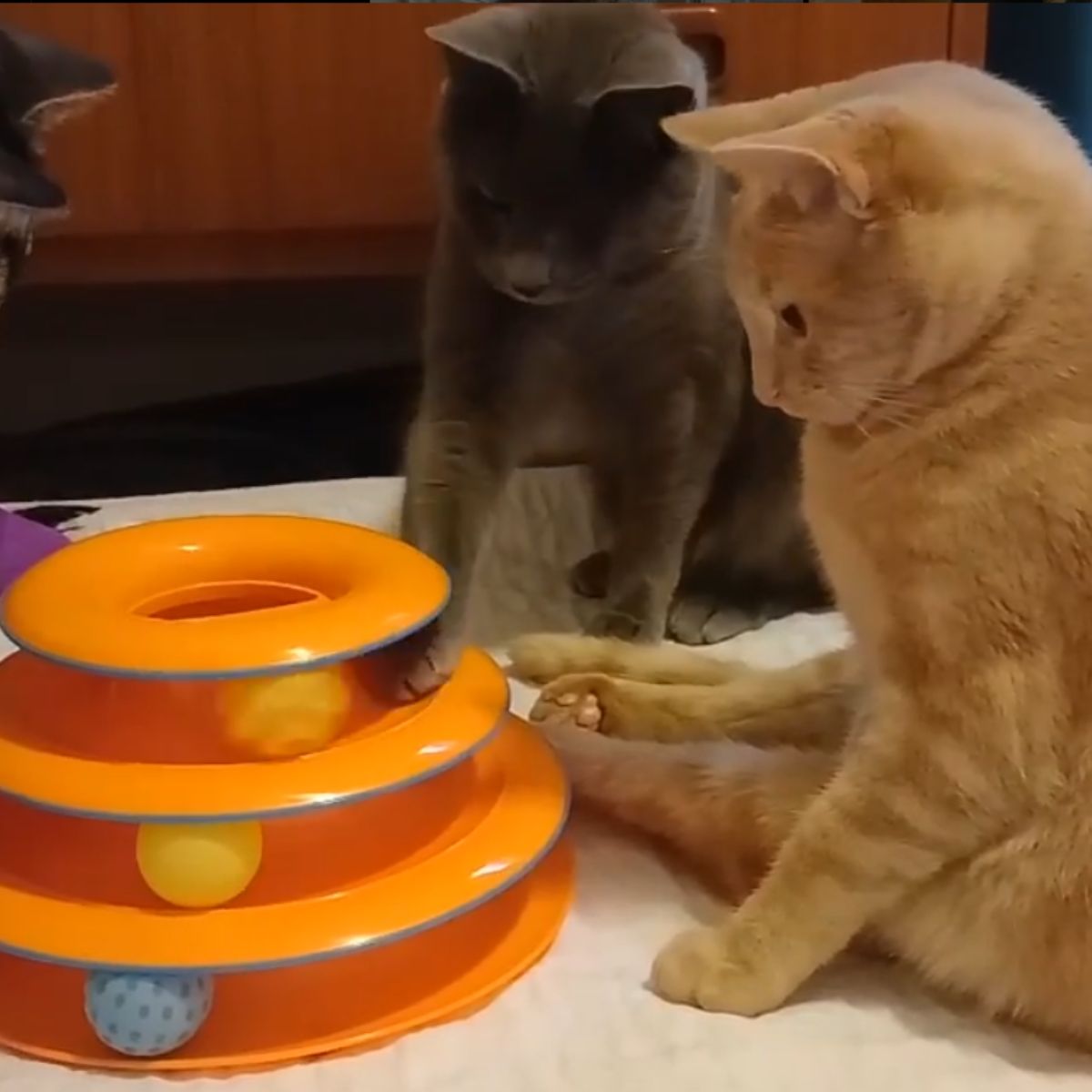 Cats are playing with a toy