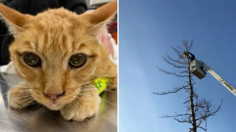 orange senior cat