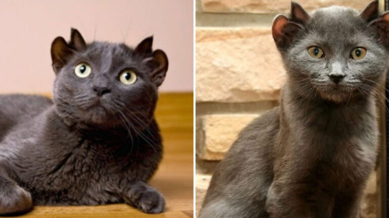 Chicago Cat With Four Ears Faces Rejection Until A Kindhearted Couple Offers A Second Chance