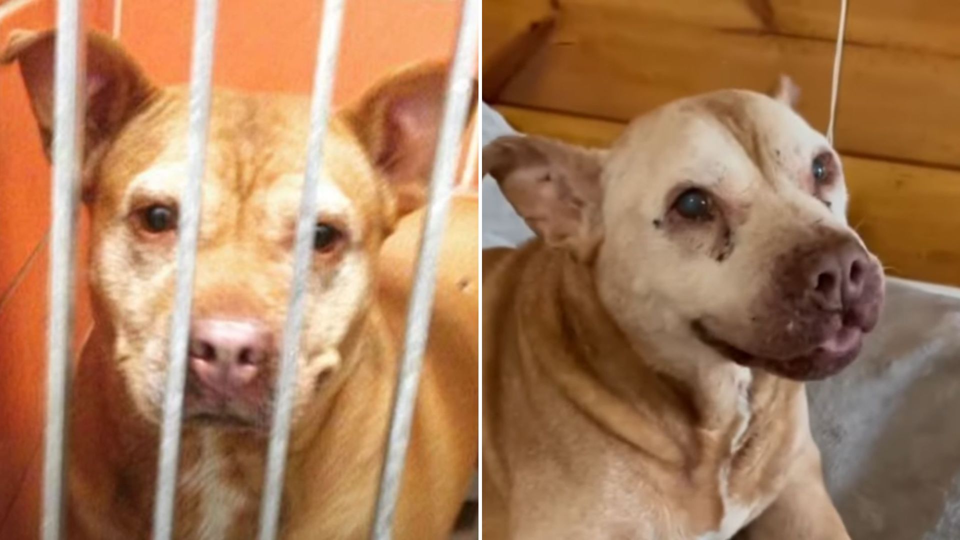 abandoned senior dog
