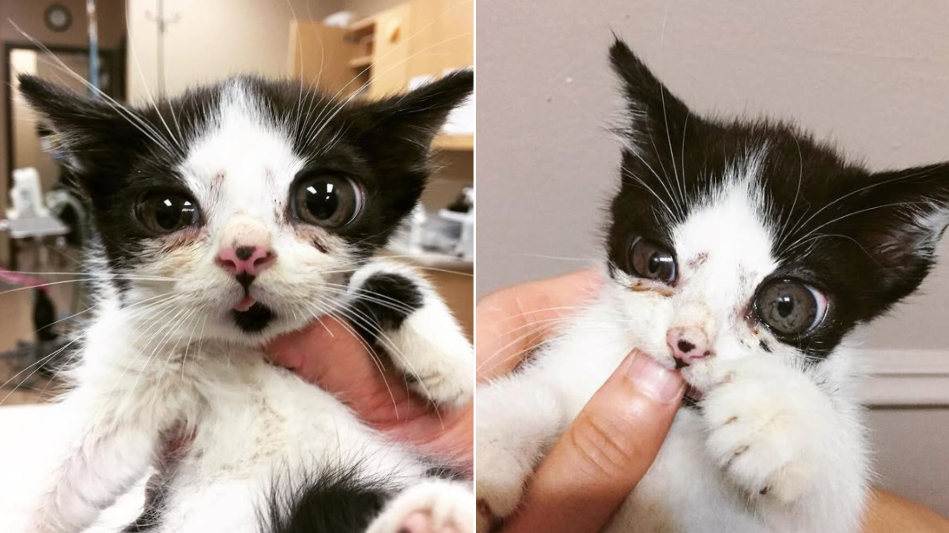 black and white kitten