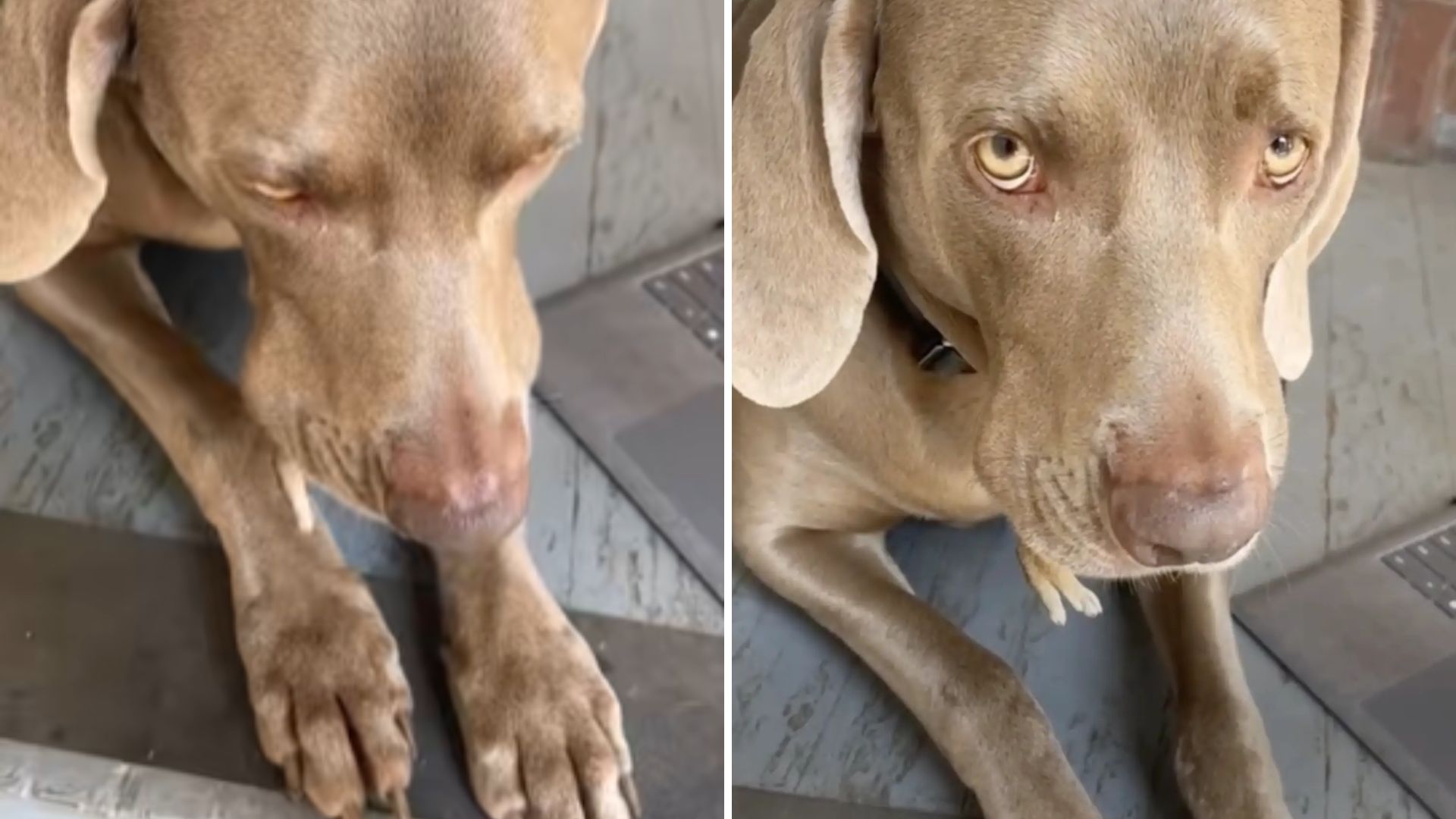 sad dog