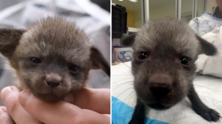 cincinnati zoo staff shocked that puppy isnt a puppy at all