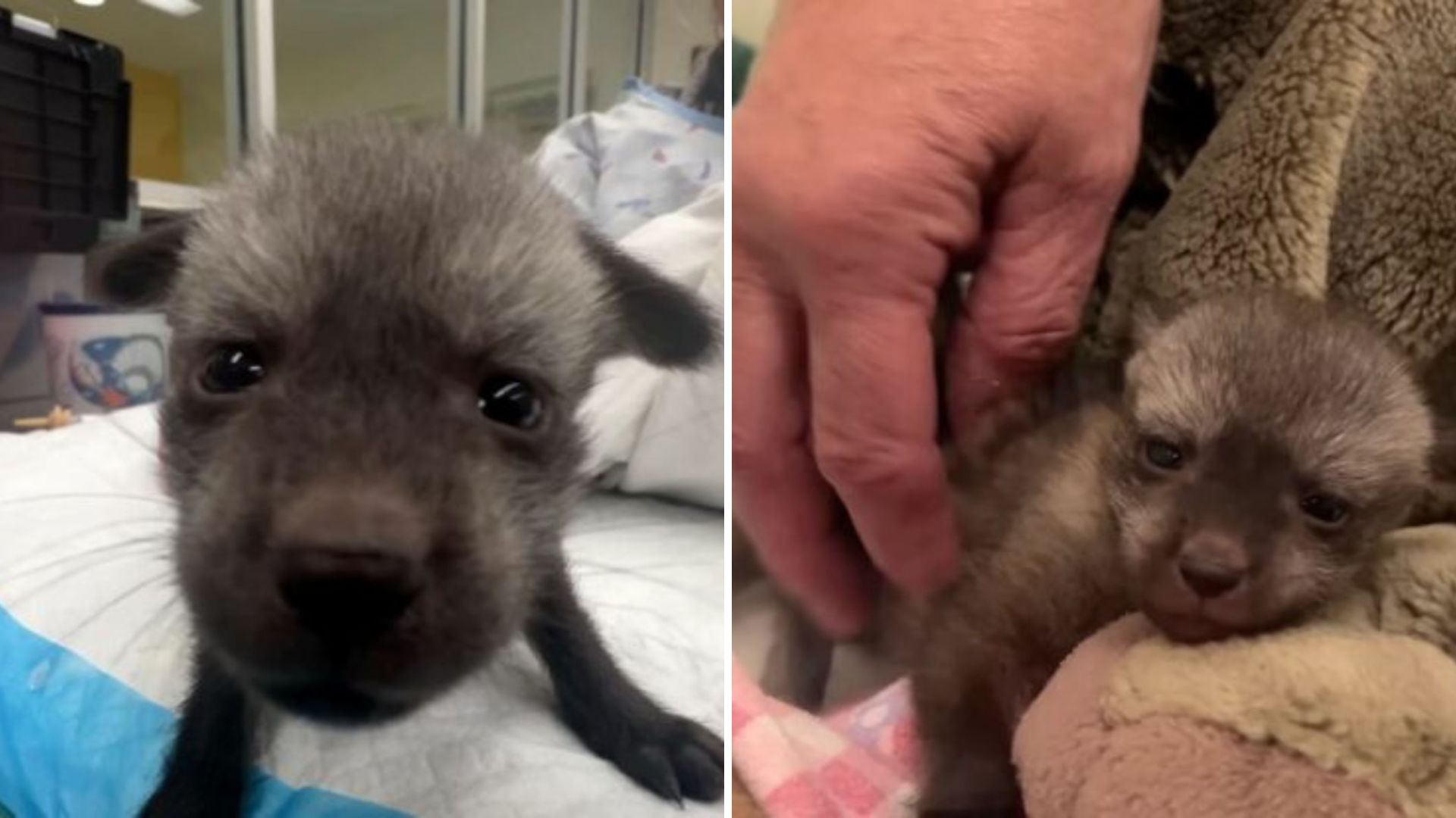 Cincinnati Zoo Workers Shocked When Puppy With Huge Ears Turns Out To Be Something Unexpected