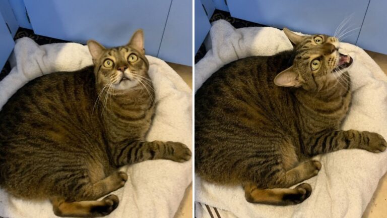 clever shelter cat