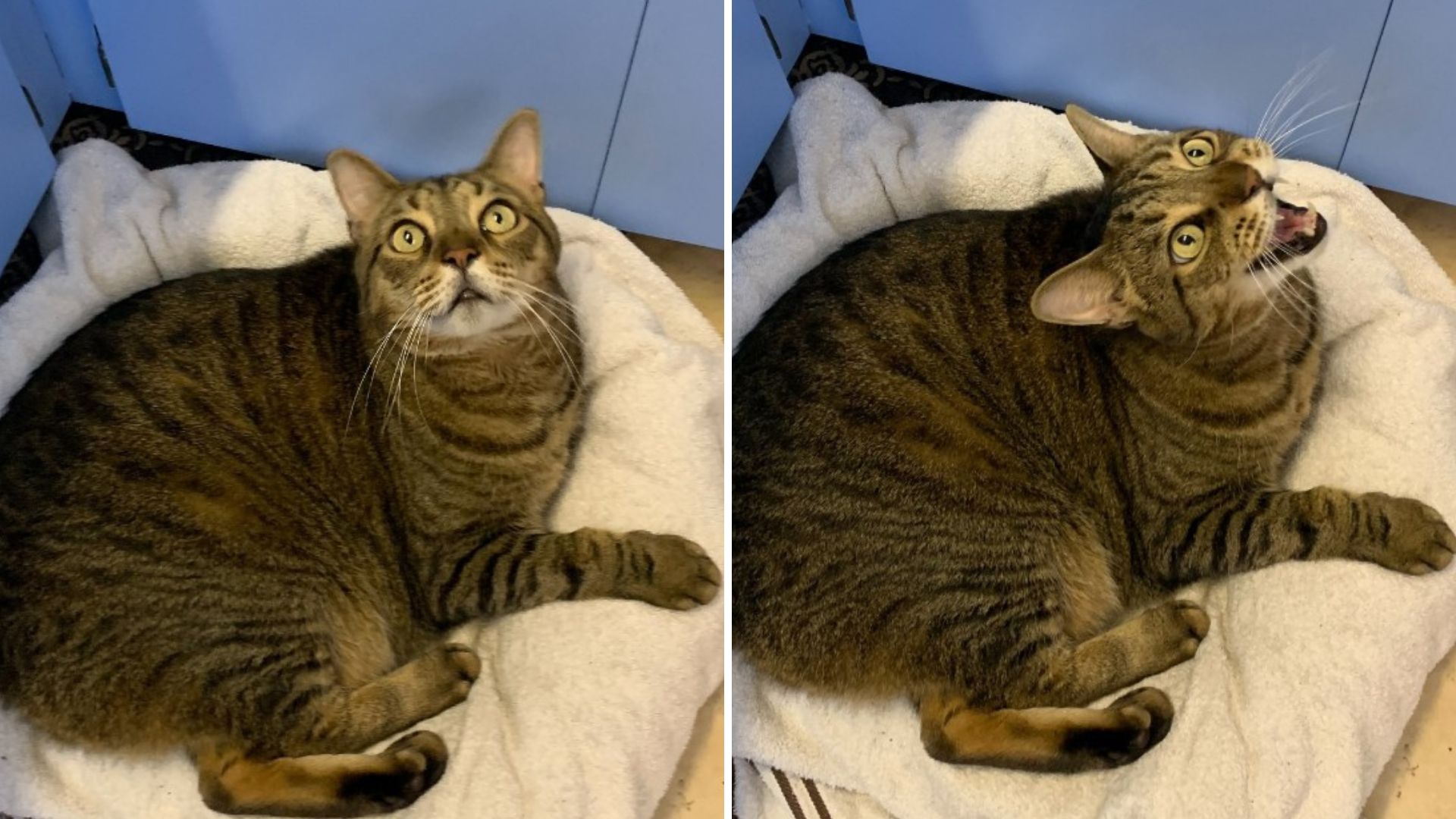 clever shelter cat