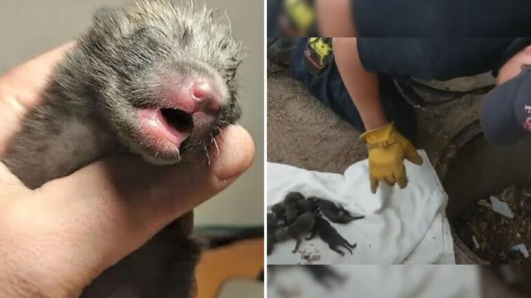 Colorado Firefighters Ready To Save Puppies Found Something Totally Unexpected