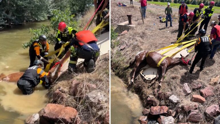 blind horse almost drowned