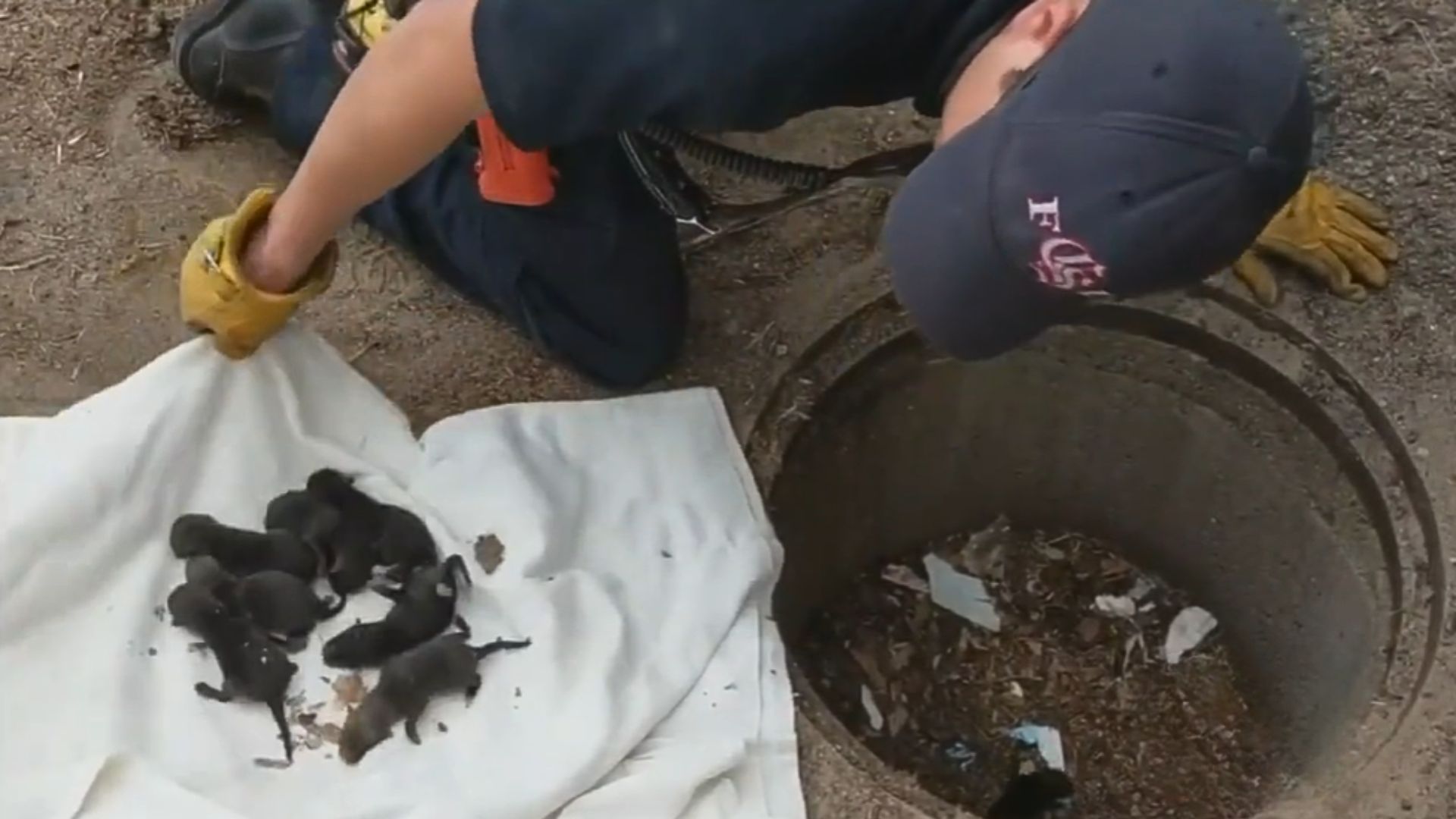 firefighters rush to save puppies