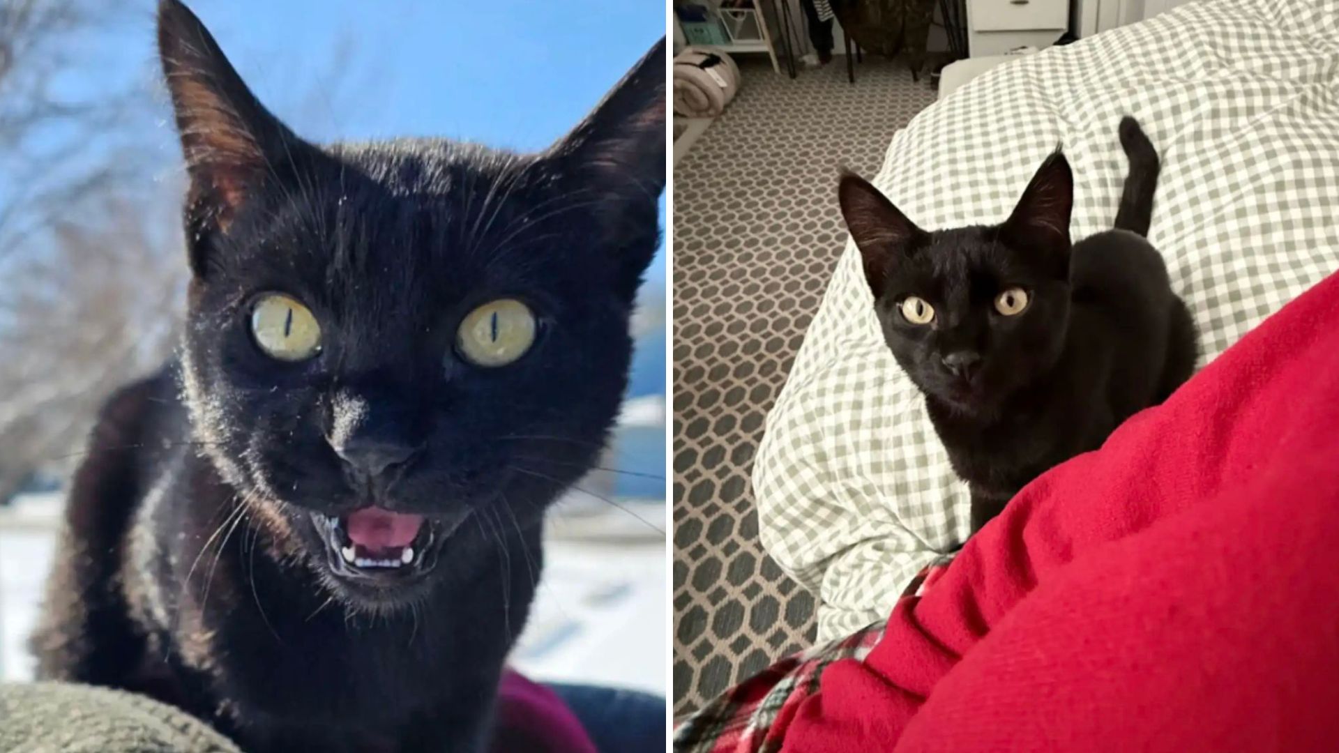 black cat