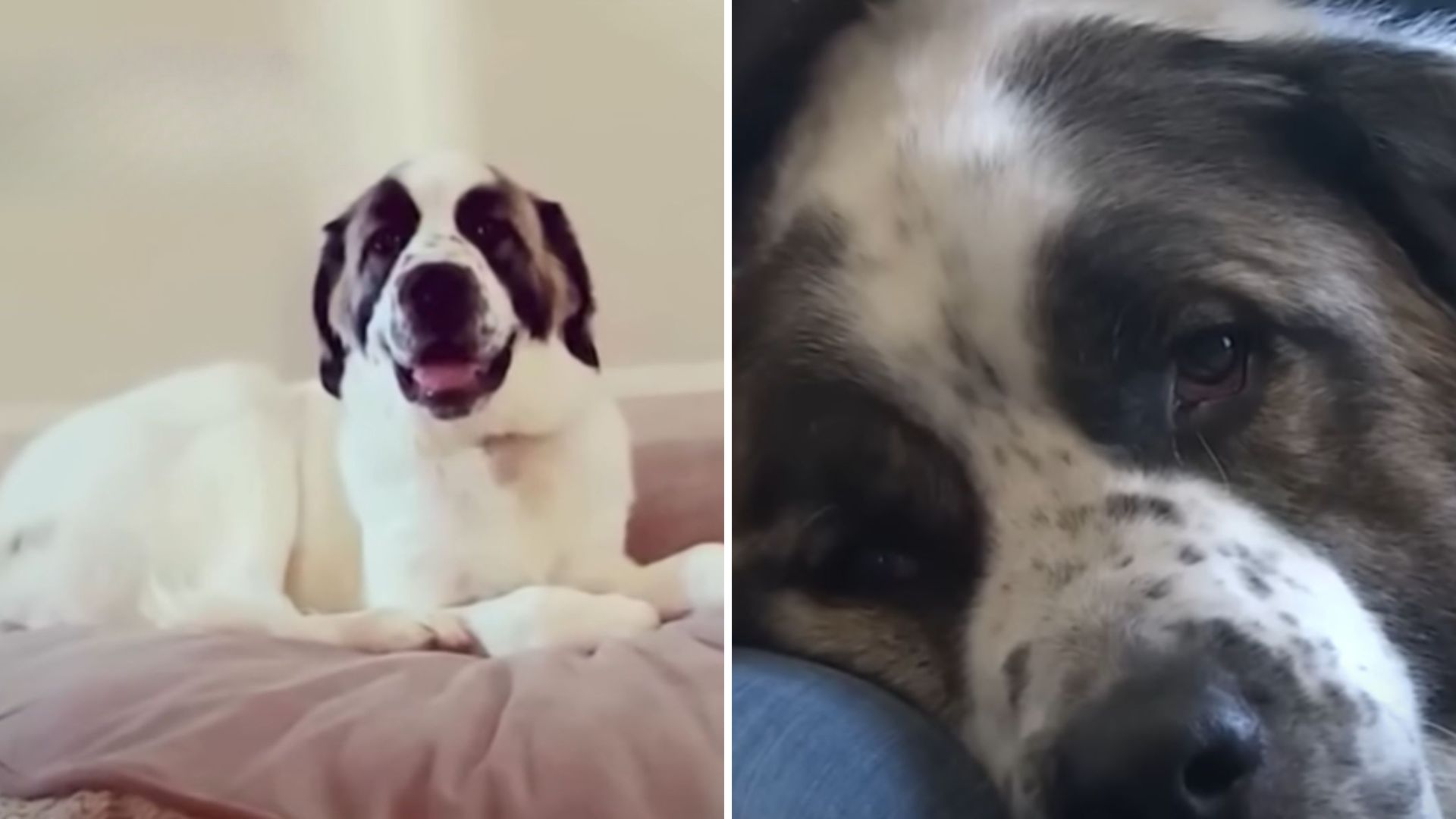 Colorado Volunteers Help Military Family Reunite With Beloved Dog After Two Years