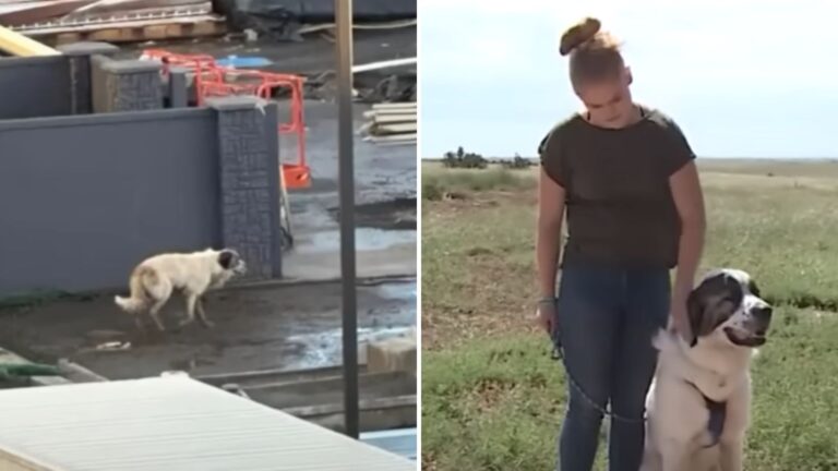 colorado volunteers reunite dog and family