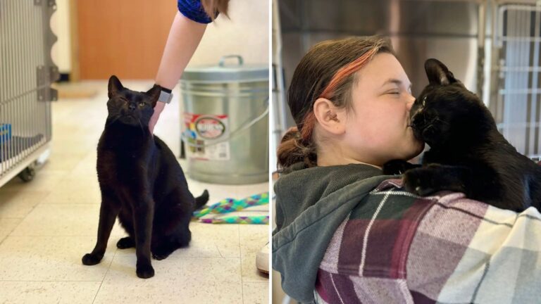 cat at vet clinic