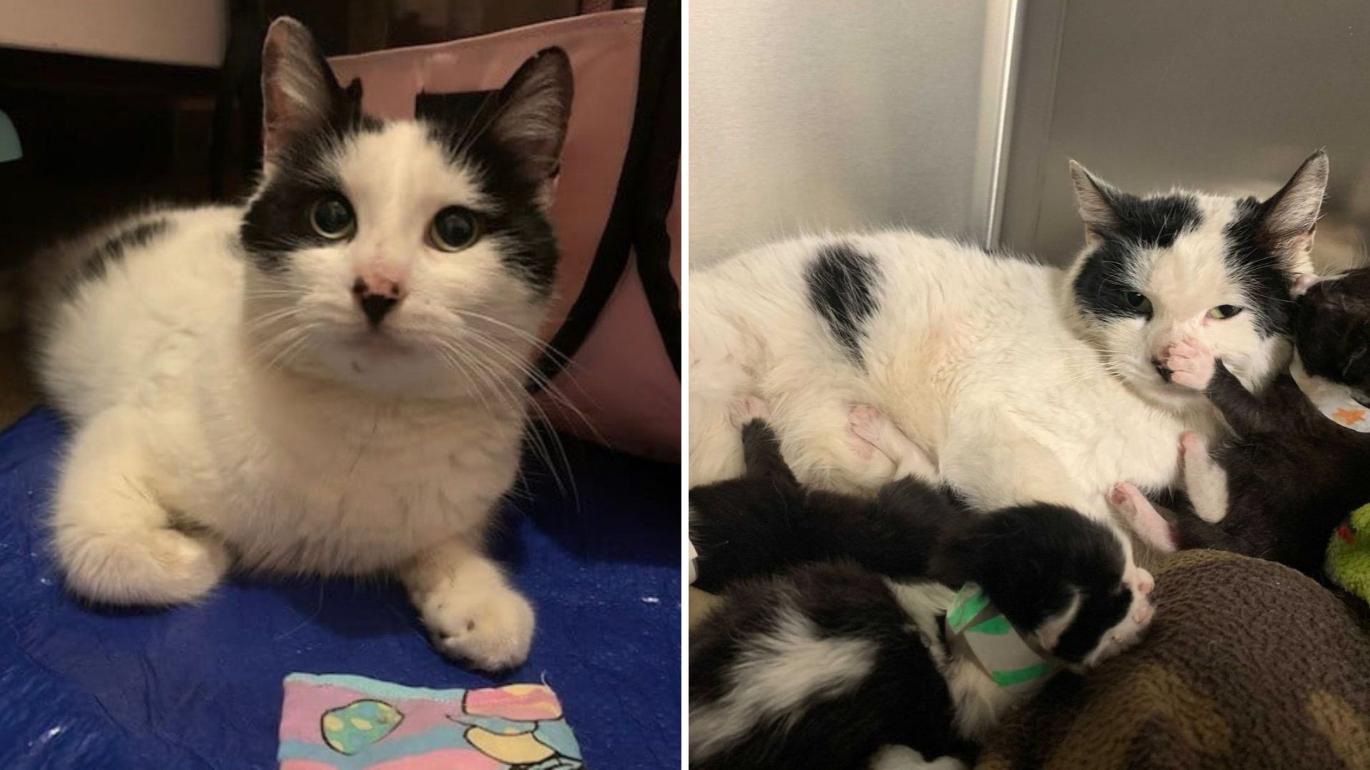 Connecticut Team Reveals A Heartbreaking Find Inside A Sealed Container By The Roadside