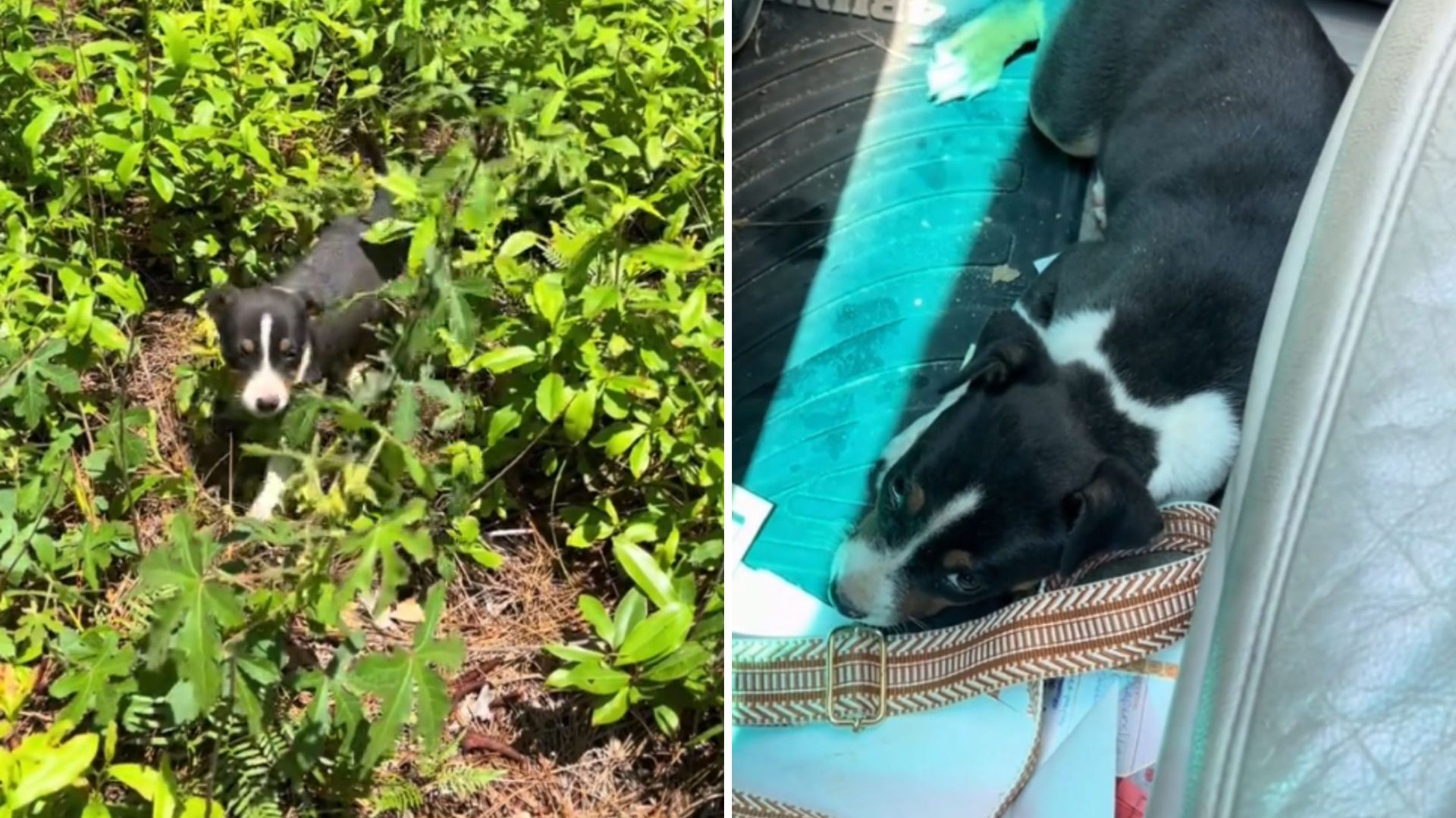 Connecticut Woman Spots A Tiny Face In The Grass And Finds The Sweetest Surprise