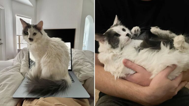 couple adopt he angriest cat